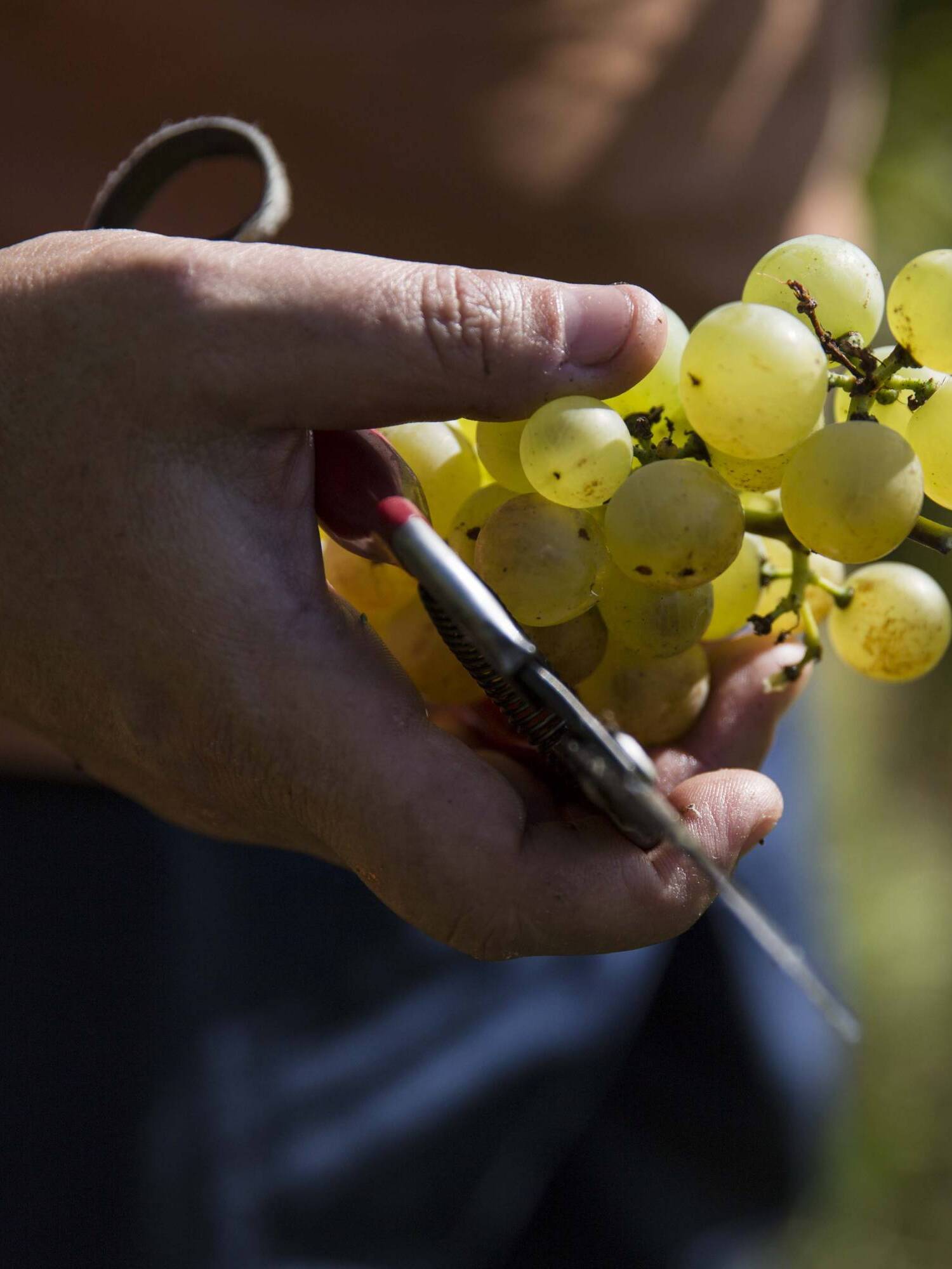 Sécateur et raisin dans les mains durant les vendanges dans le Lavaux - Mélanie Weber Vins - Vigneronne indépendante à Cully