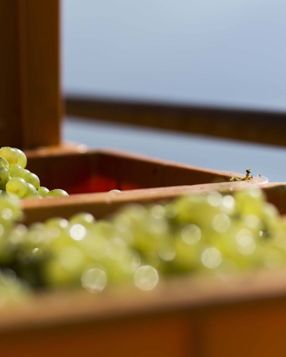 Caisse de vignes durant les vendanges dans le Lavaux - Mélanie Weber Vins - Vigneronne indépendante à Cully