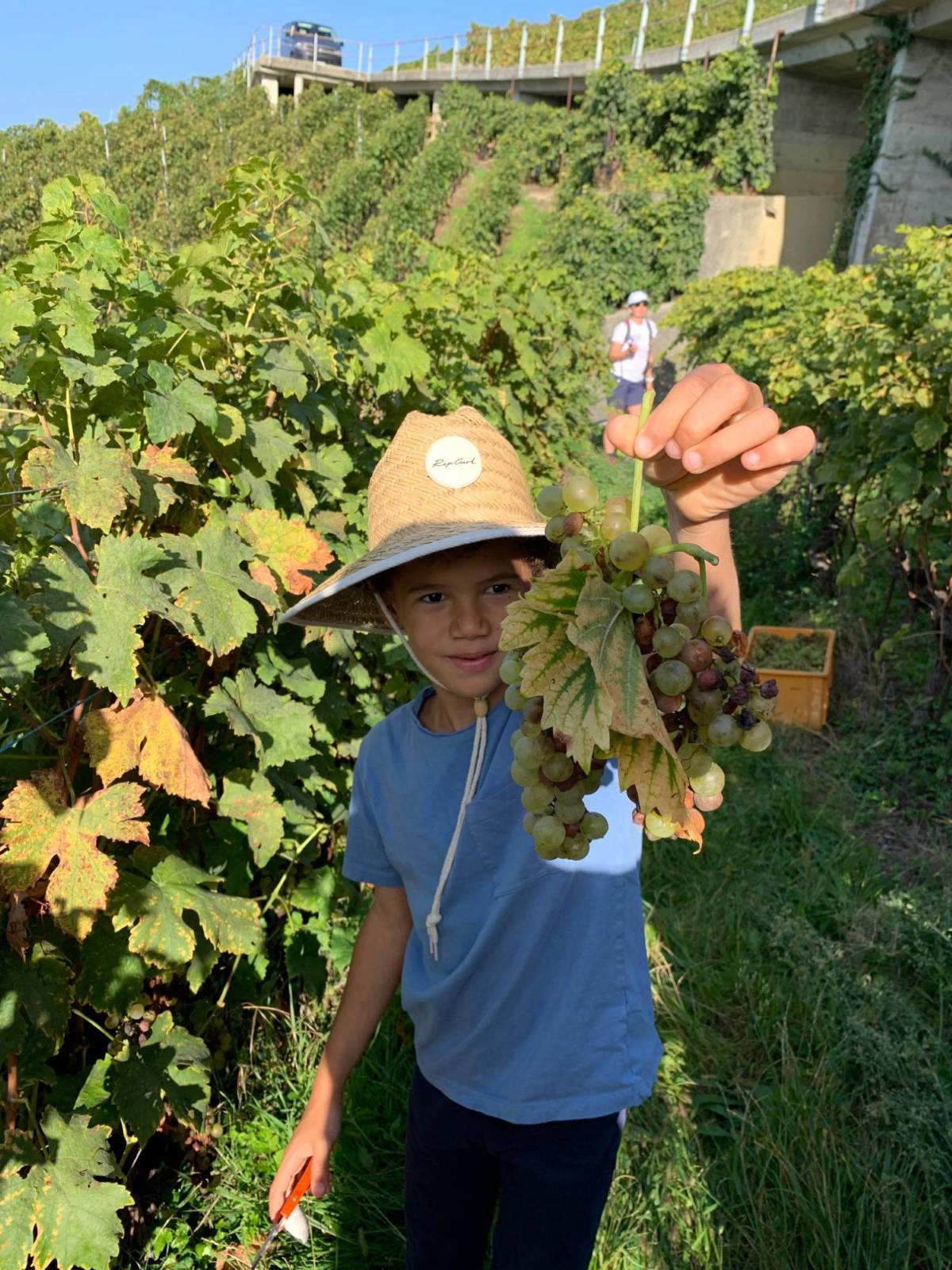 Vendanges dans le Lavaux - Mélanie Weber Vins - Vigneronne indépendante à Cully