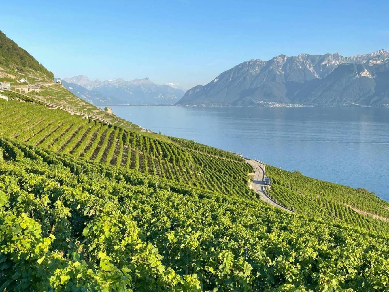 Le domaine, Cully Lavaux - Mélanie Weber Vins - Vigneronne indépendante à Cully