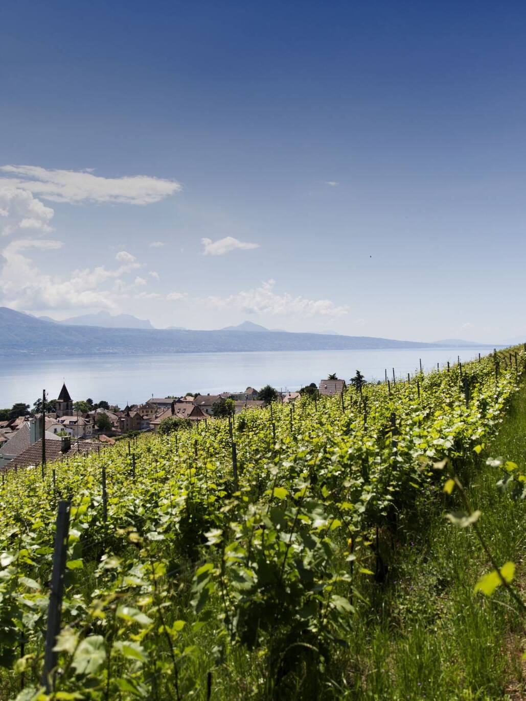 Vignes du domaine à Cully Lavaux - Mélanie Weber Vins - Vigneronne indépendante à Cully