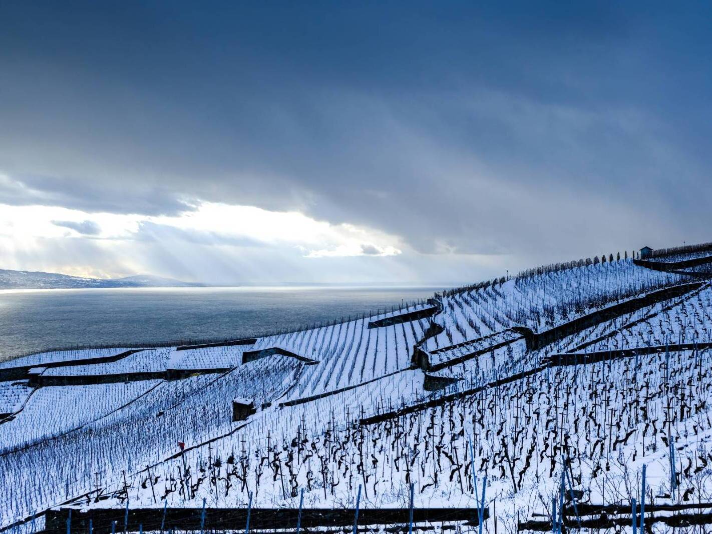 Les vignes sous la neige, Cully Lavaux - Mélanie Weber Vins - Vigneronne indépendante à Cully