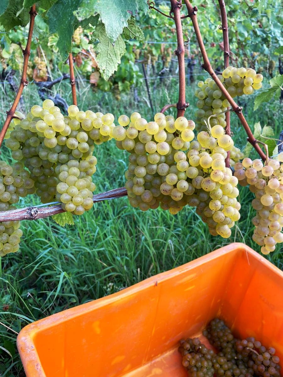 Grappe de raisin blanc - Chasselas - Caisse de vendanges - Mélanie Weber Vins - Vigneronne indépendante à Cully